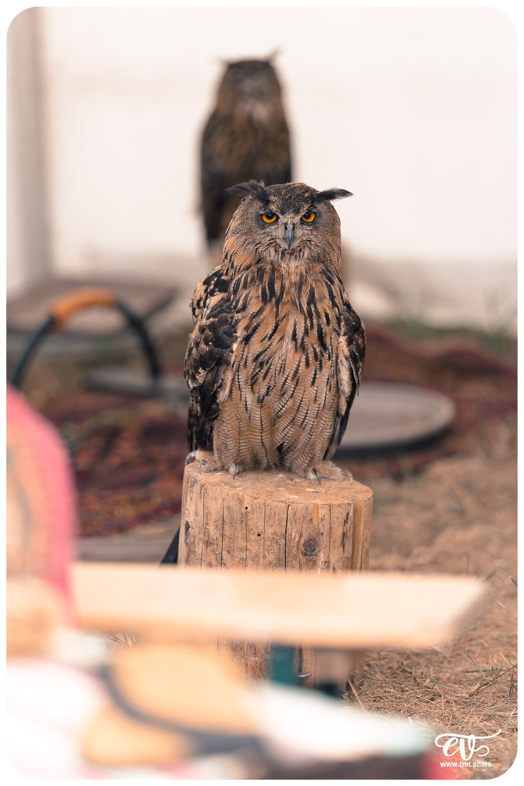 FESTIVAL POW WOW